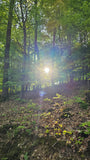 Naturecho - deine Seelenbotschaft aus dem Wald - Sommersonnwend-Special
