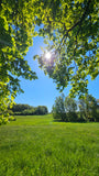 Naturecho - deine Seelenbotschaft aus dem Wald - Sommersonnwend-Special